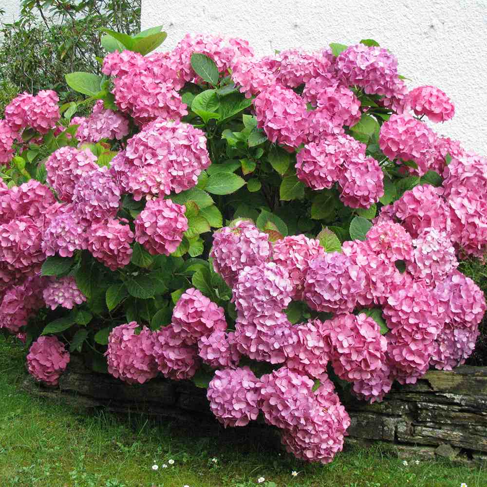 Hortensia de Gradina Schoene Bautznerin, cu flori roz-rosu deschis