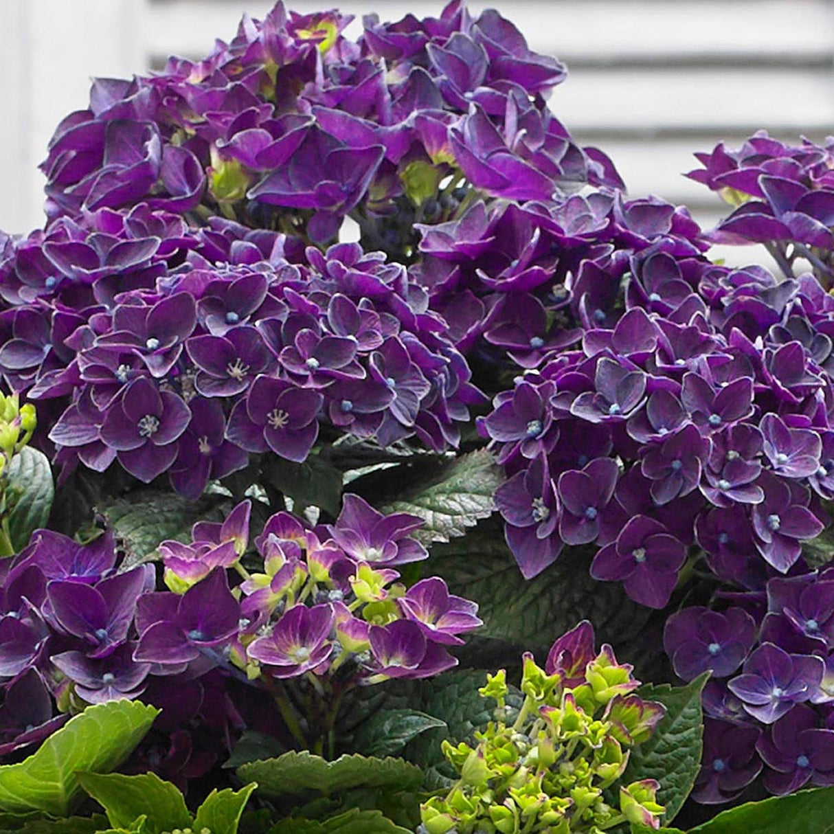 Hortensia de gradina Deep Purple Dance, cu flori mov