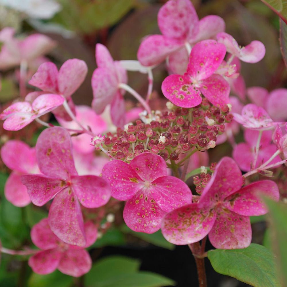 Hortensia de gradina Early Sensation, cu flori roz-burgundiu