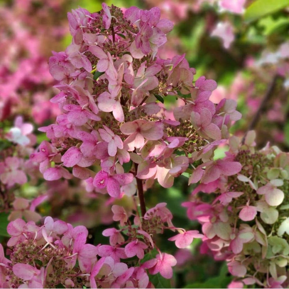 Hortensia de gradina Early Sensation, cu flori roz-burgundiu