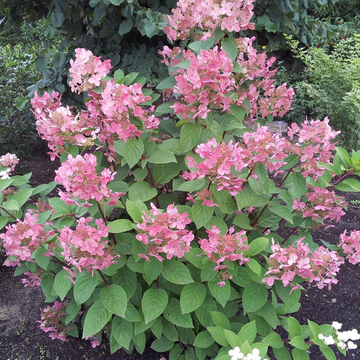 Hortensia de gradina Early Sensation, cu flori roz-burgundiu