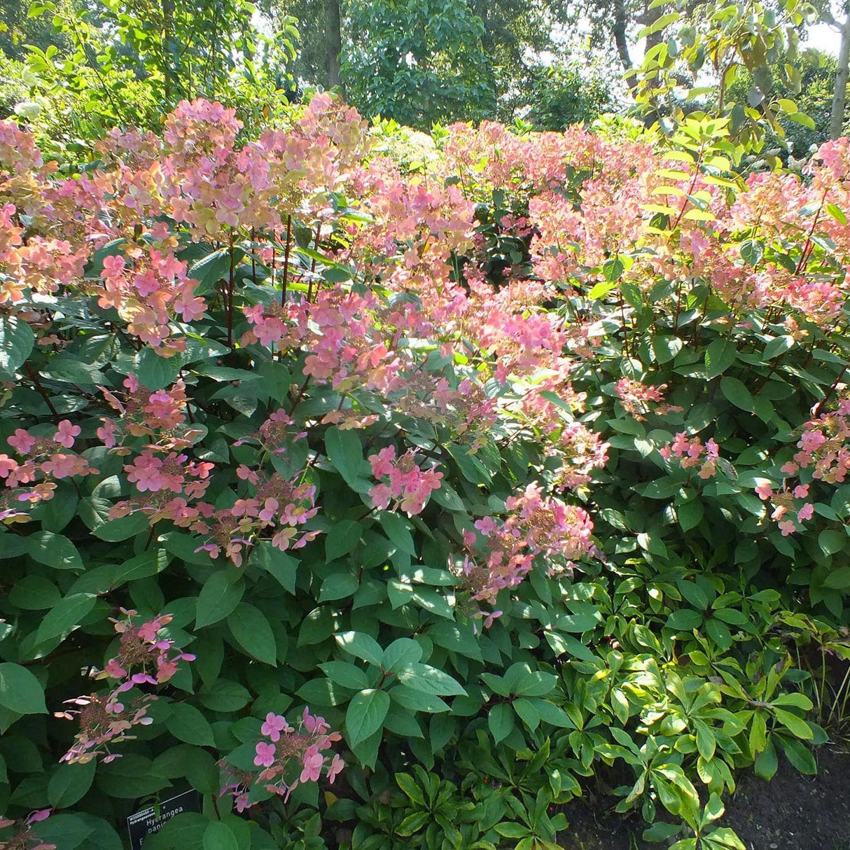 Hortensia de gradina Early Sensation, cu flori roz-burgundiu