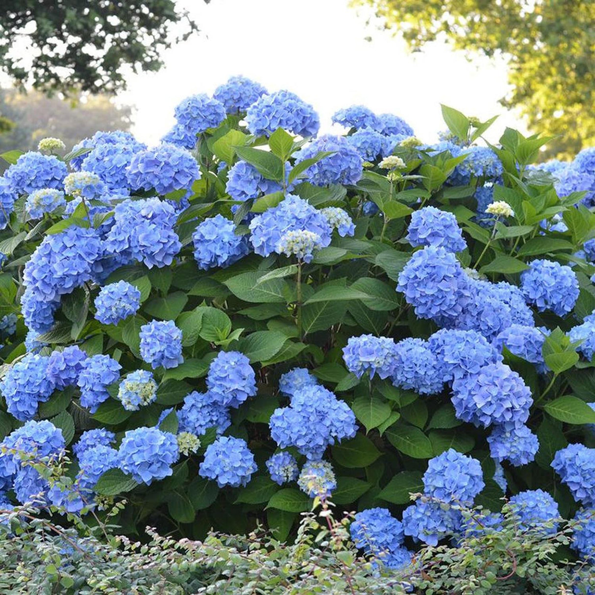 Hortensia Endless Summer, cu flori albastre
