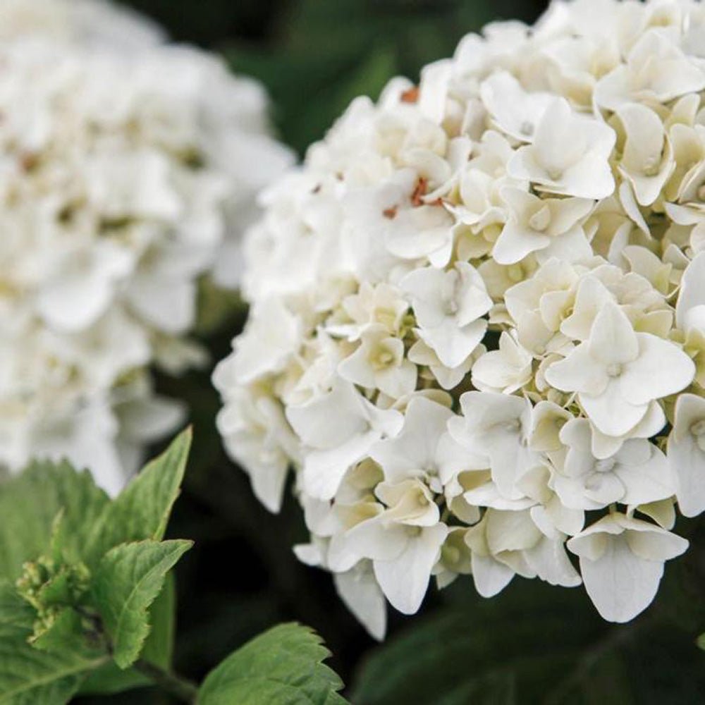 Hortensia de gradina Endless Summer Love, cu flori albe