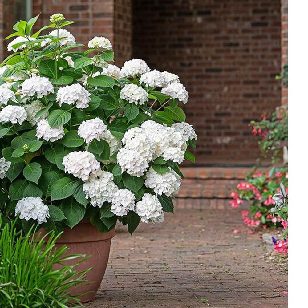 Hortensia de gradina Endless Summer Love, cu flori albe