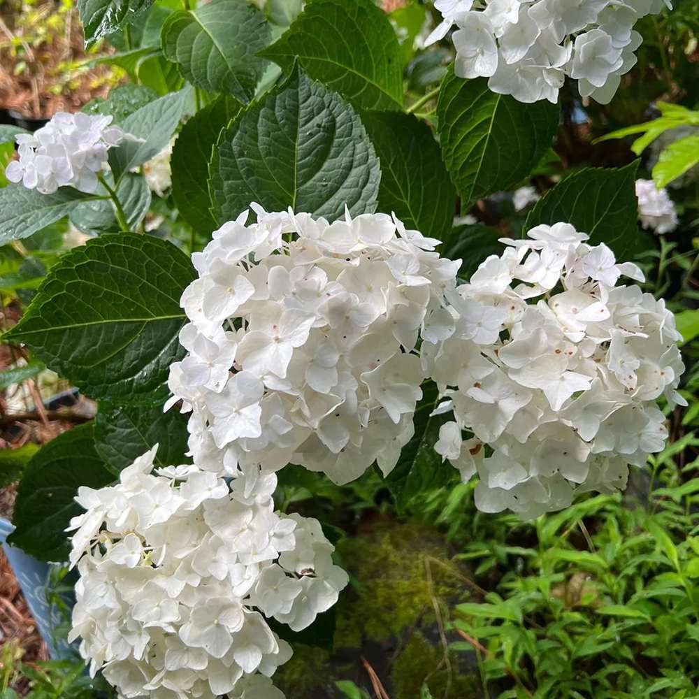 Hortensia de gradina Endless Summer Love, cu flori albe