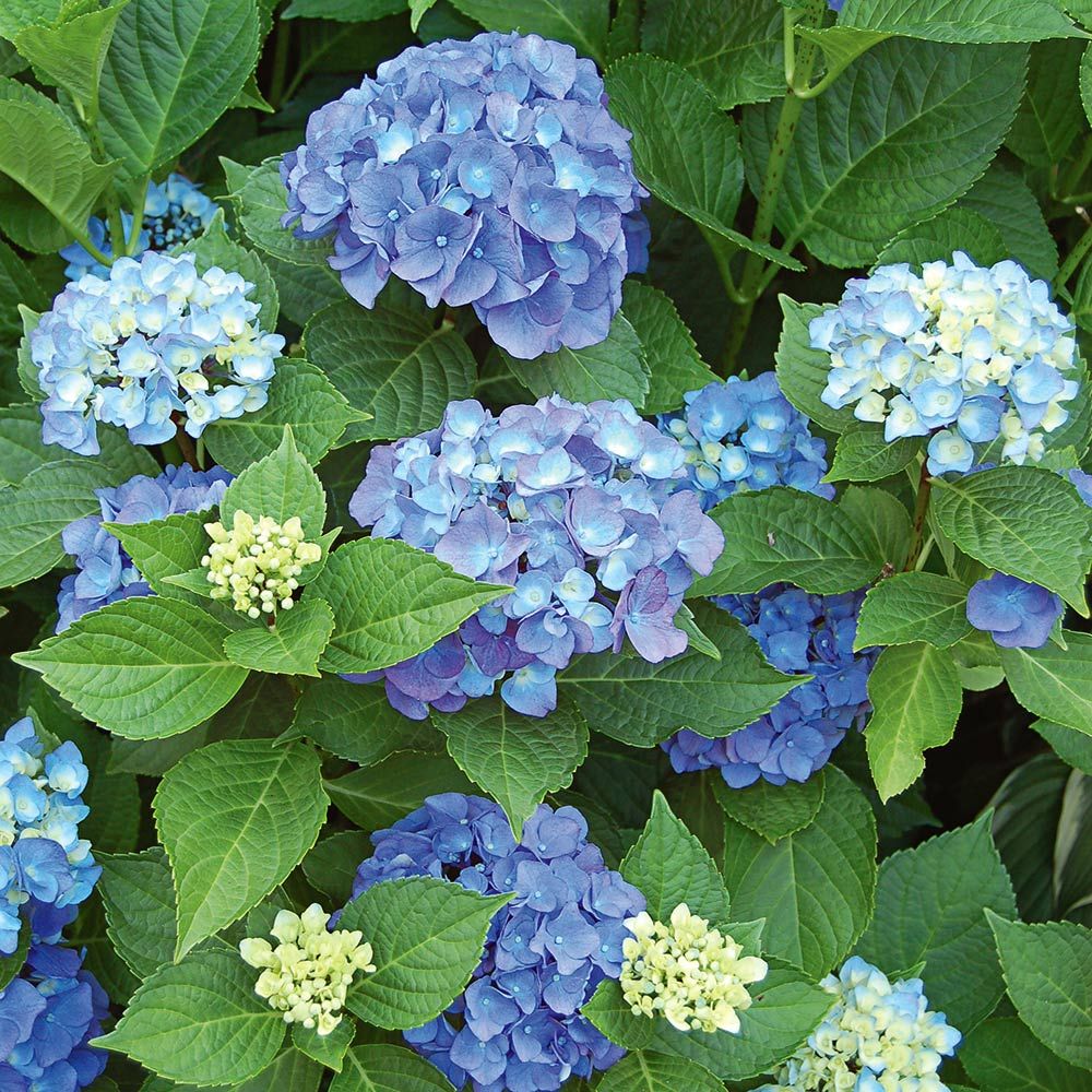 Hortensia de gradina Endless Summer Love, cu flori albastre