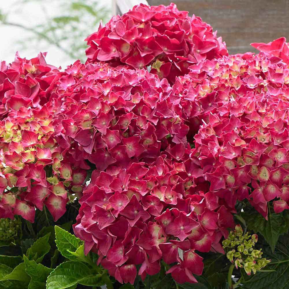 Hortensia de gradina Endless Summer Love, cu flori rosii