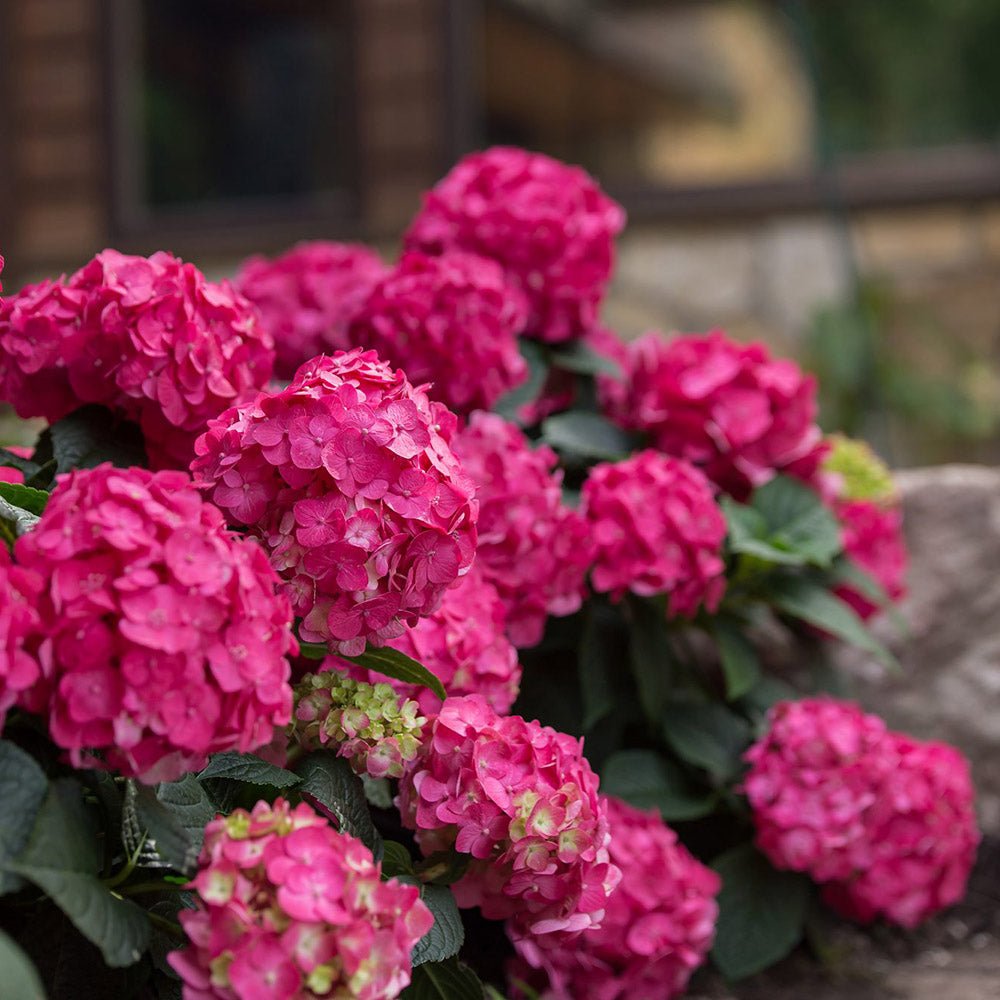 Hortensia de gradina Endless Summer Love, cu flori rosii