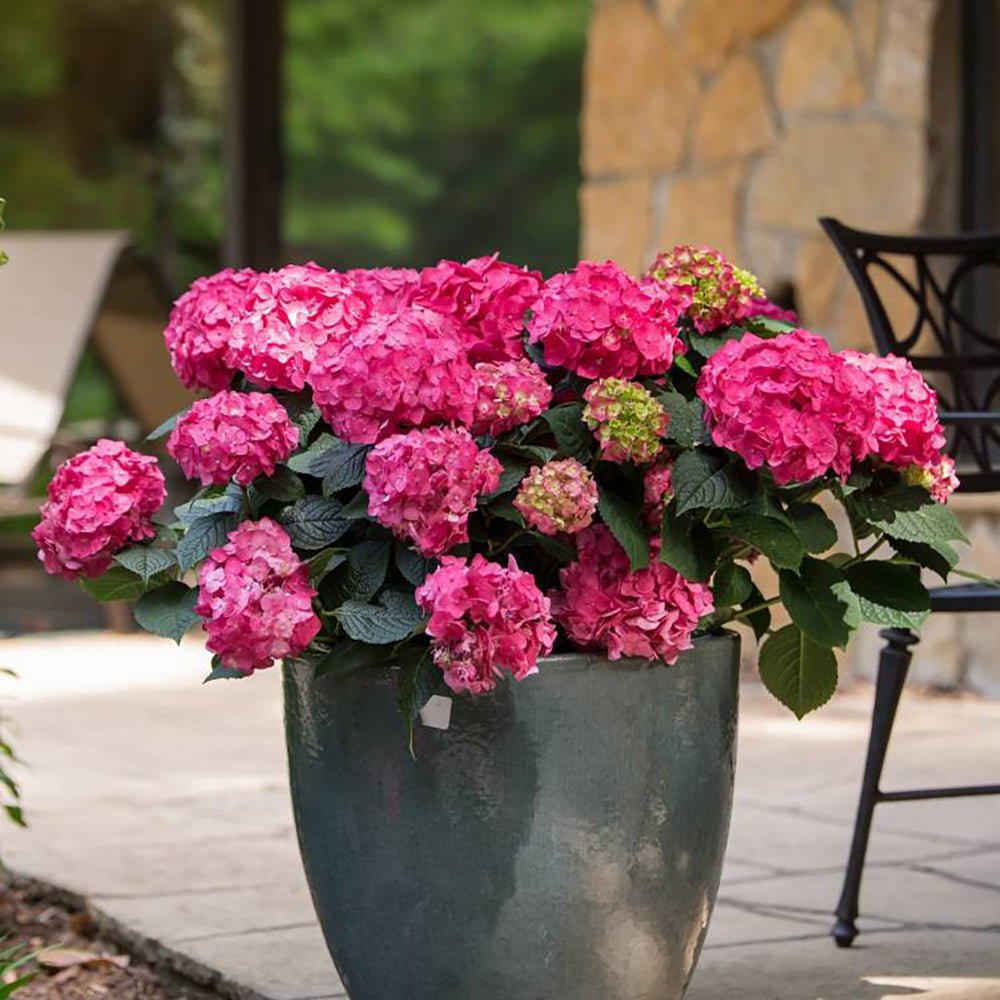 Hortensia de gradina Endless Summer Love, cu flori rosii