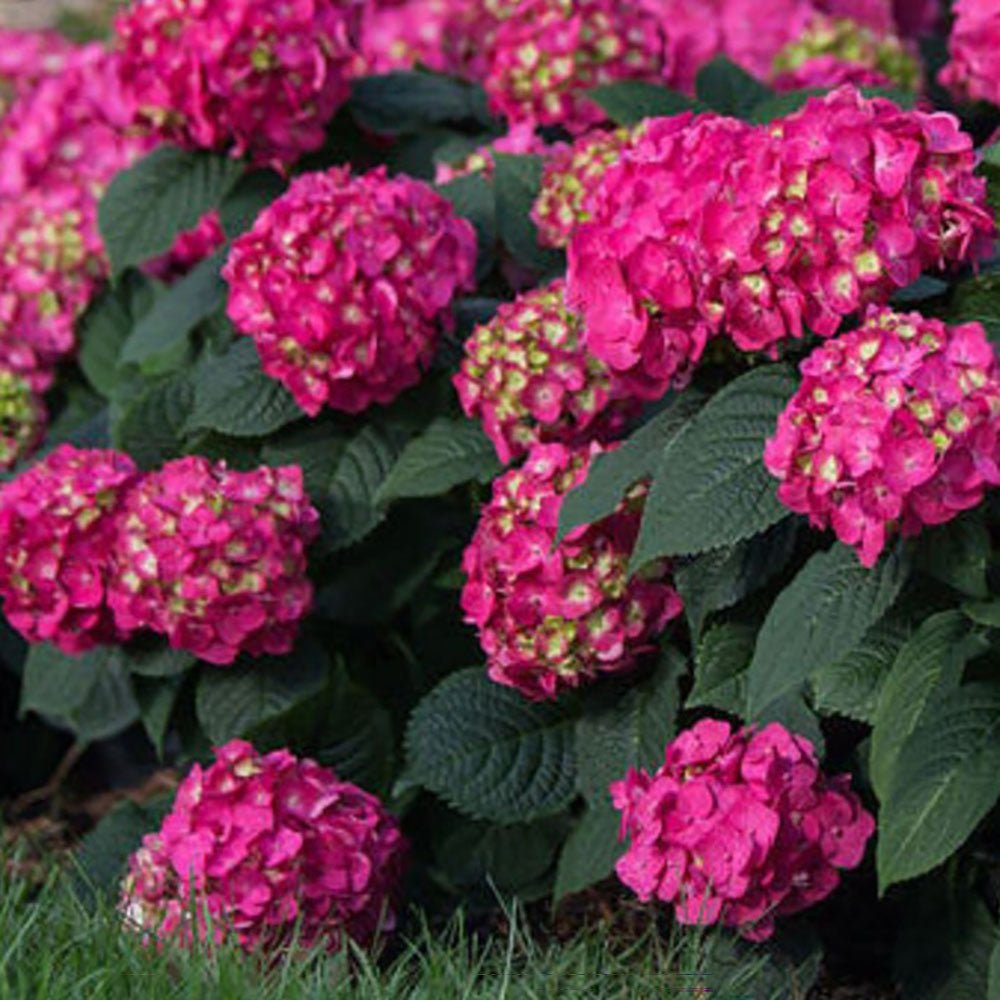 Hortensia de gradina Endless Summer Love, cu flori rosii
