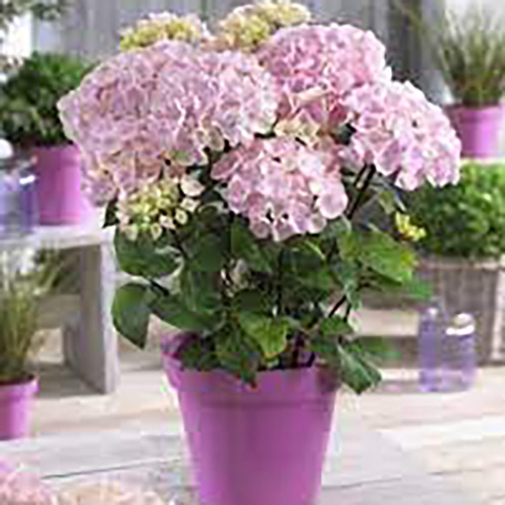 Hortensia de gradina Endless Summer Love, cu flori roz