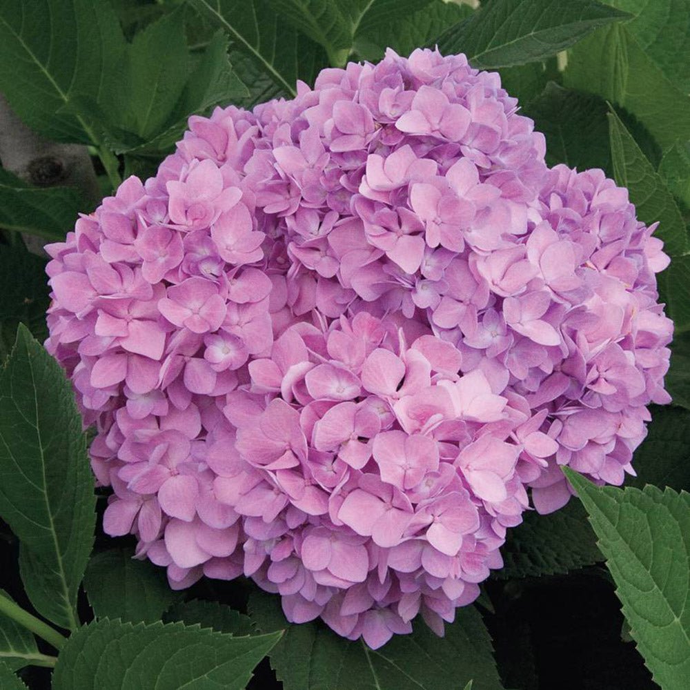 Hortensia de gradina Endless Summer Love, cu flori roz