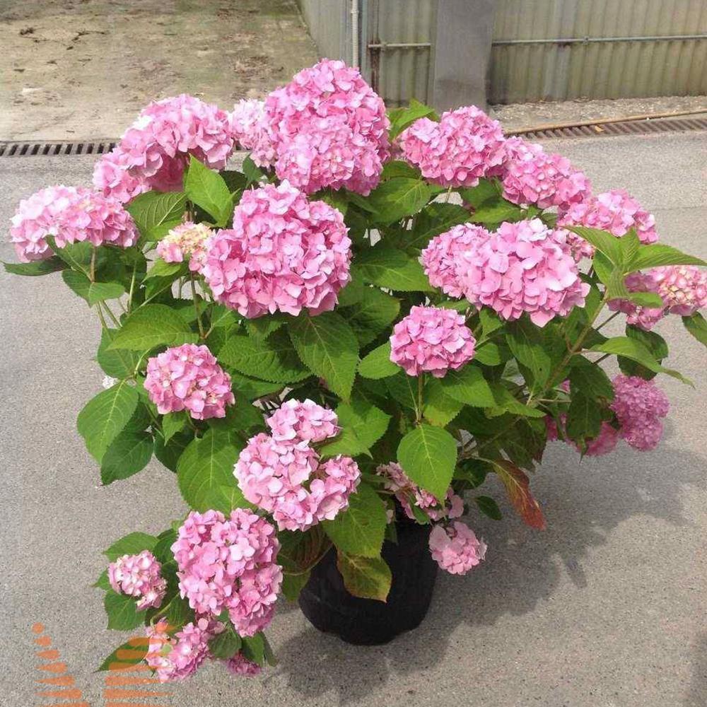 Hortensia Endless Summer Roz, 25-  30 inaltime, in ghiveci de 5L