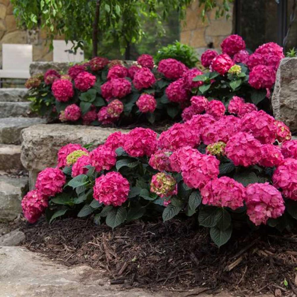 Hortensia Endless Summer Roz Rosie