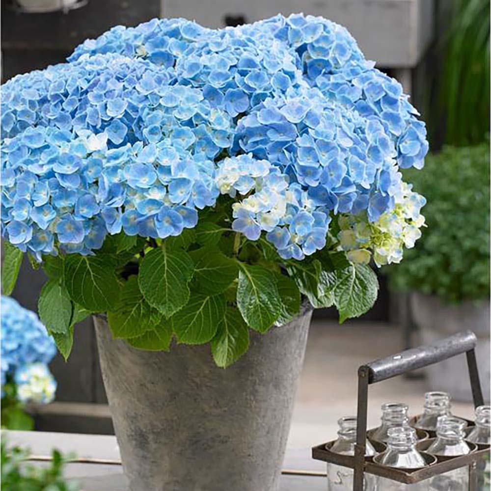 Hortensia Forever & Ever Blue