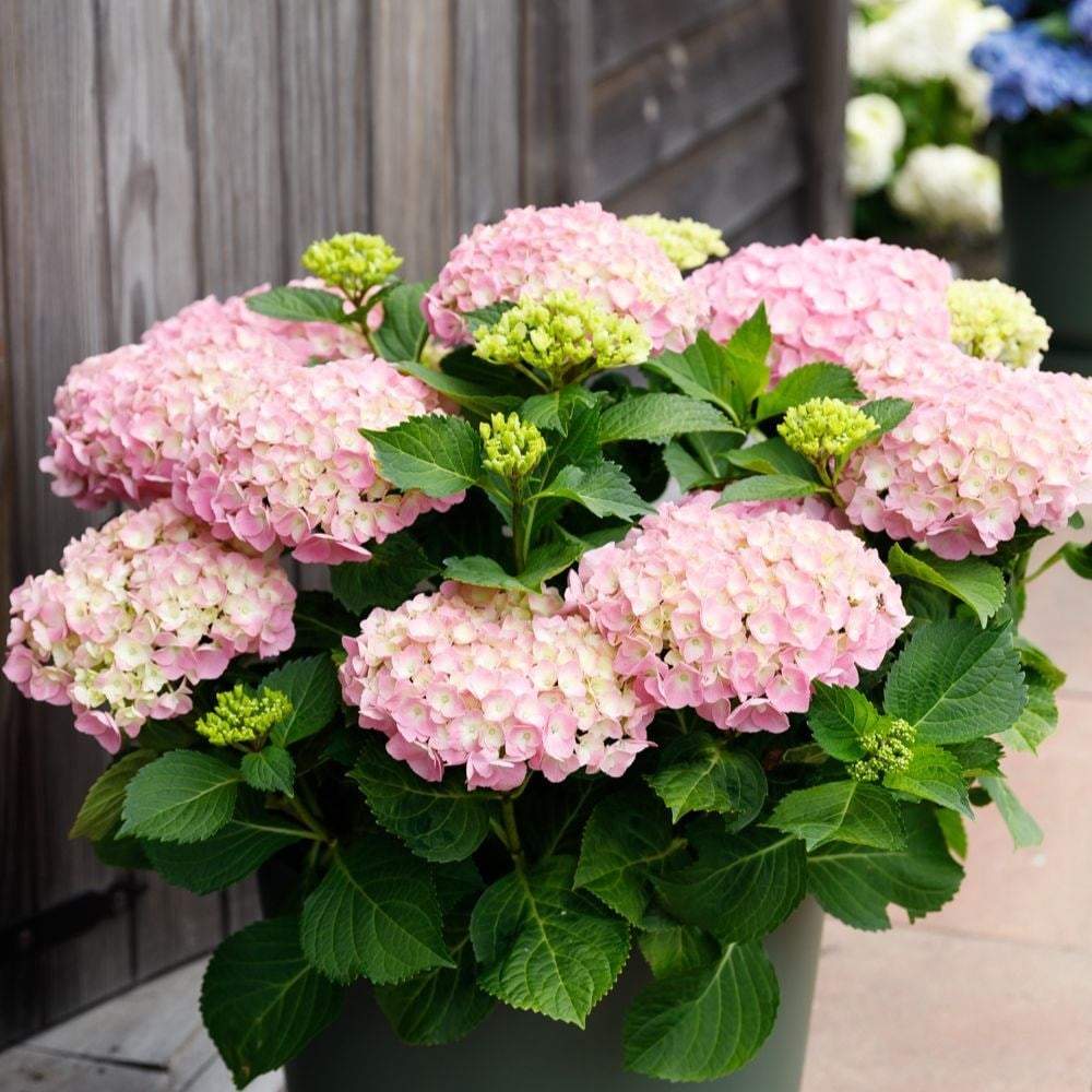 Hortensia Forever & Ever Pink