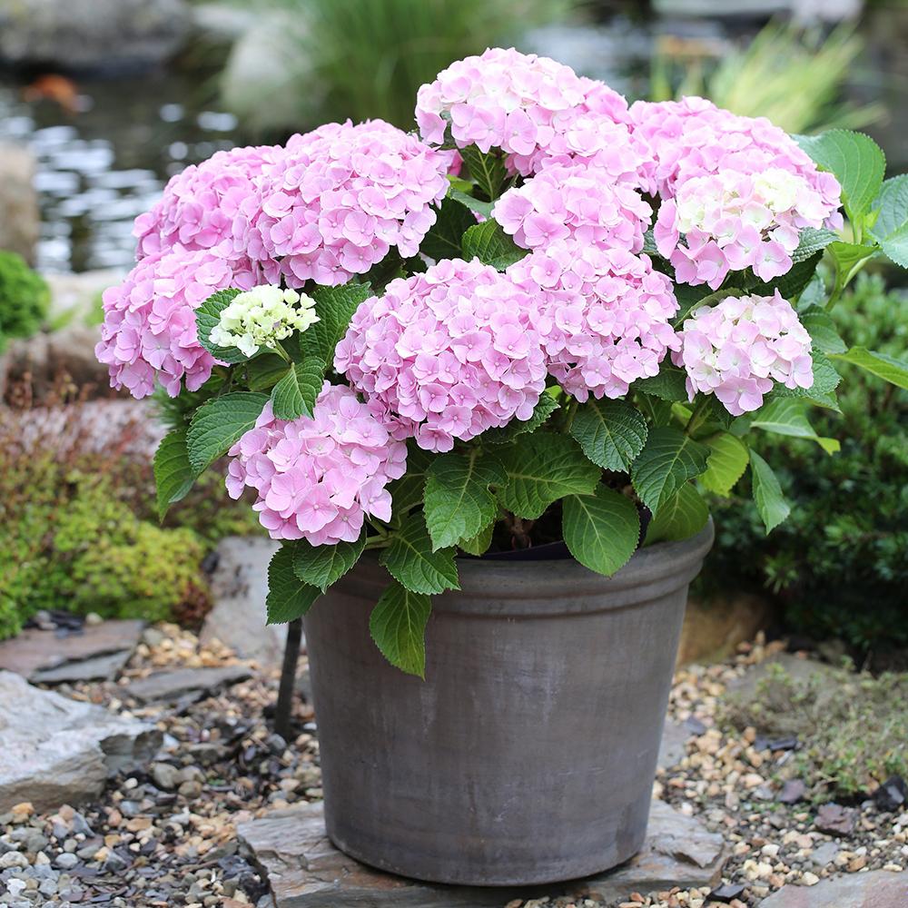 Hortensia Forever & Ever Pink