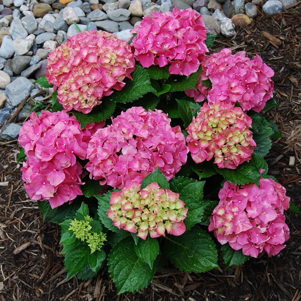 Hortensia Forever & Ever Pink
