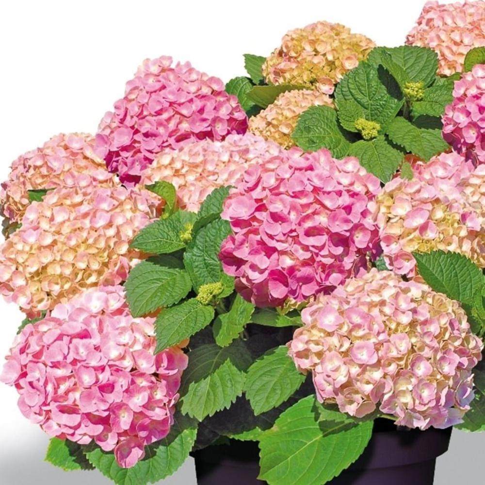 Hortensia Forever & Ever Pink
