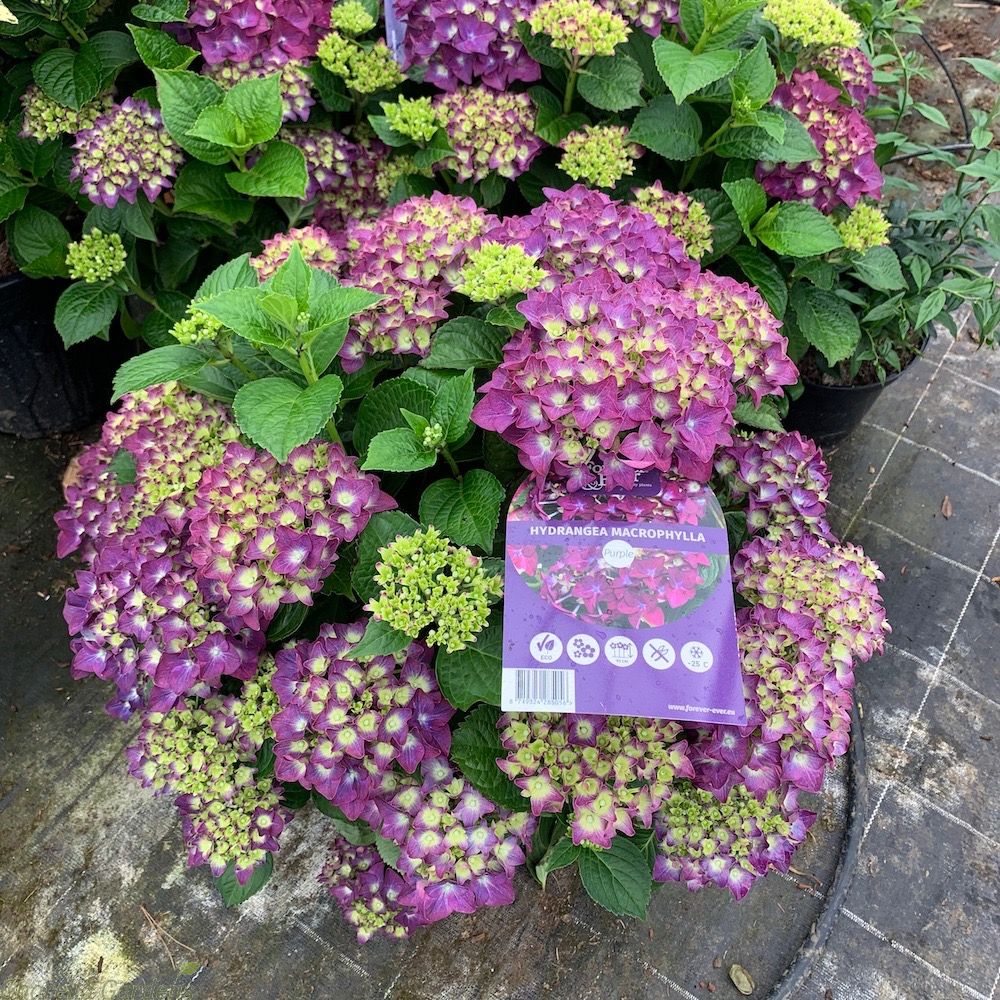 Hortensia Forever & Ever Purple
