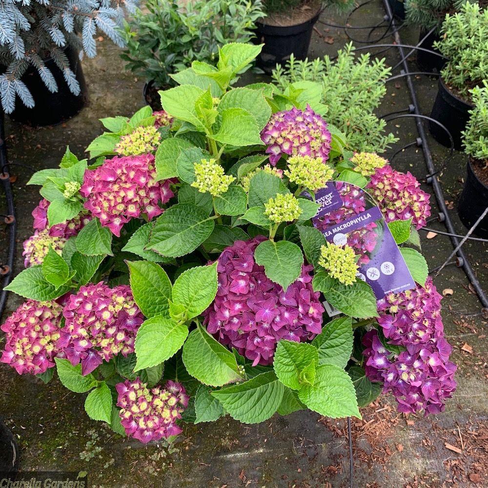 Hortensia Forever & Ever Purple