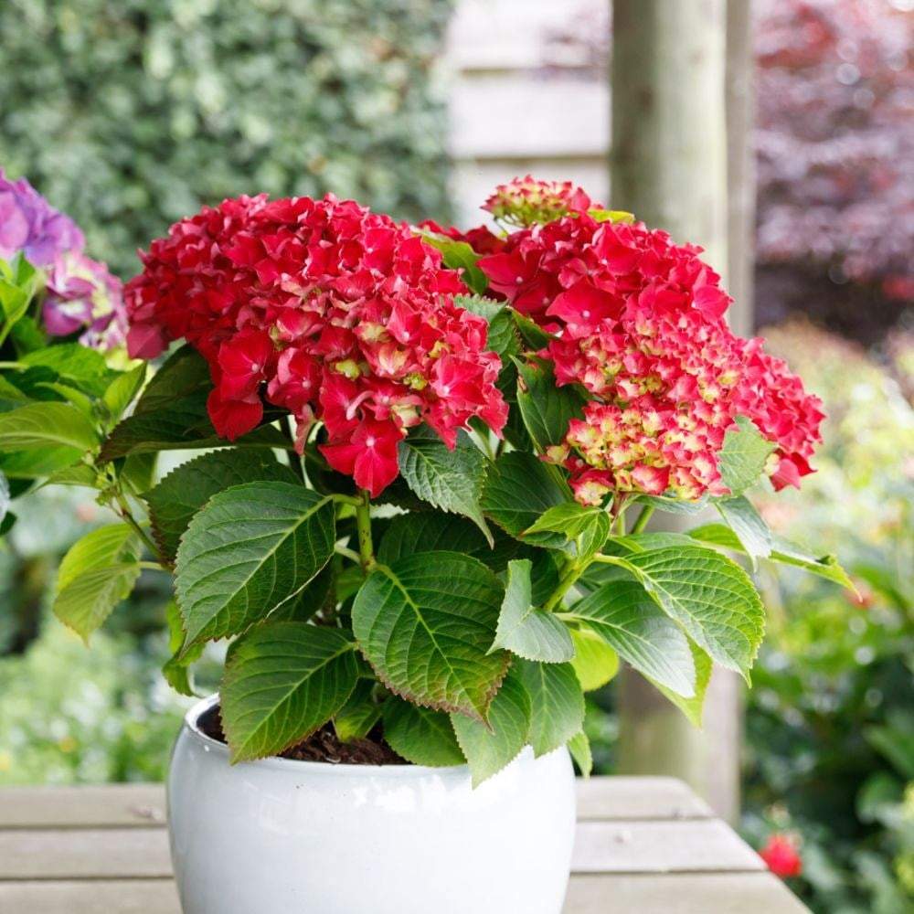 Hortensia Forever & Ever Red