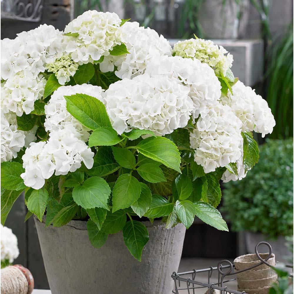 Hortensia Forever & Ever White