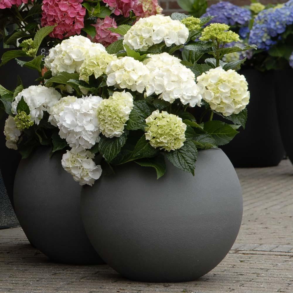 Hortensia Forever & Ever White