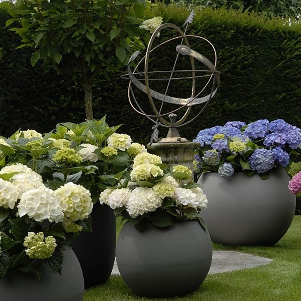 Hortensia Forever & Ever White