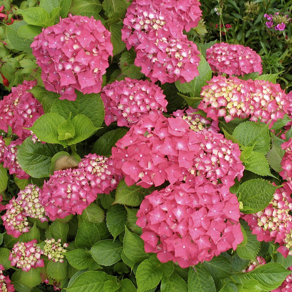 Hortensia de gradina Glowing Alps, cu flori rosii