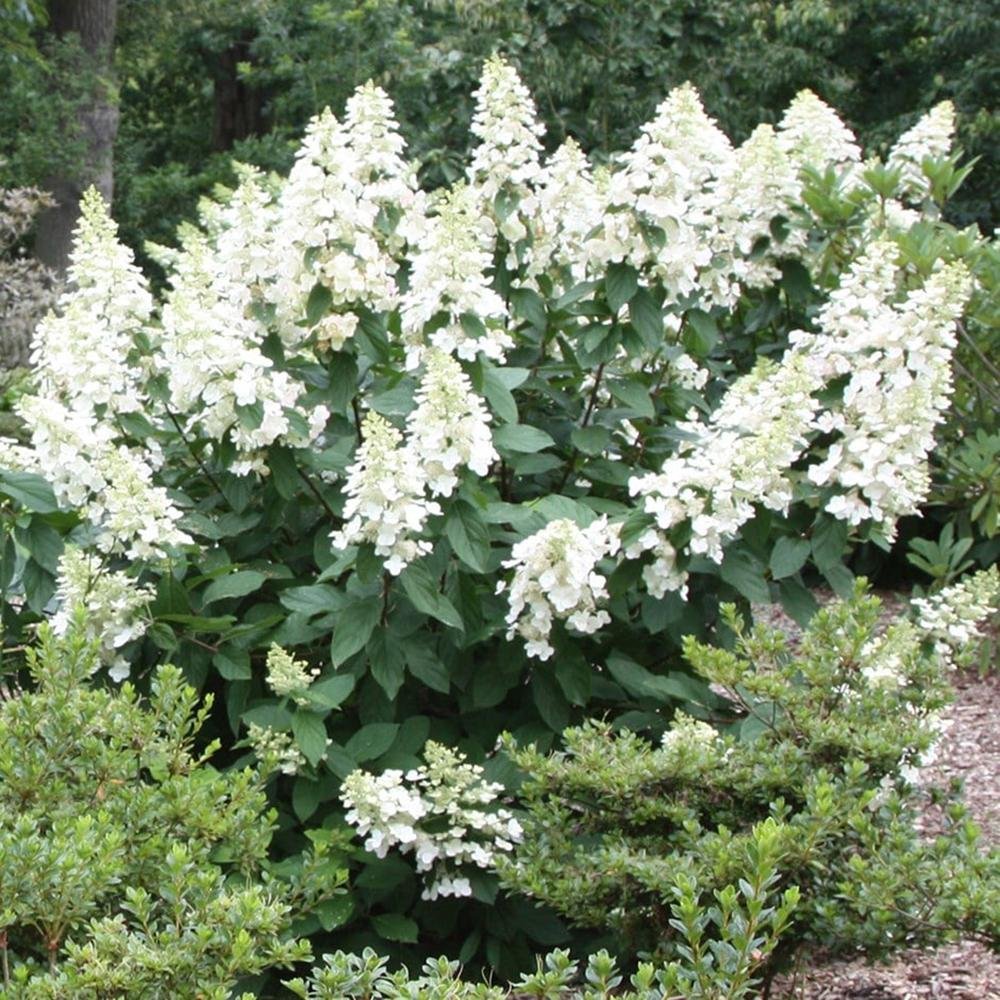Hortensie de Gradina Tip Copac Grandiflora, cu flori albe