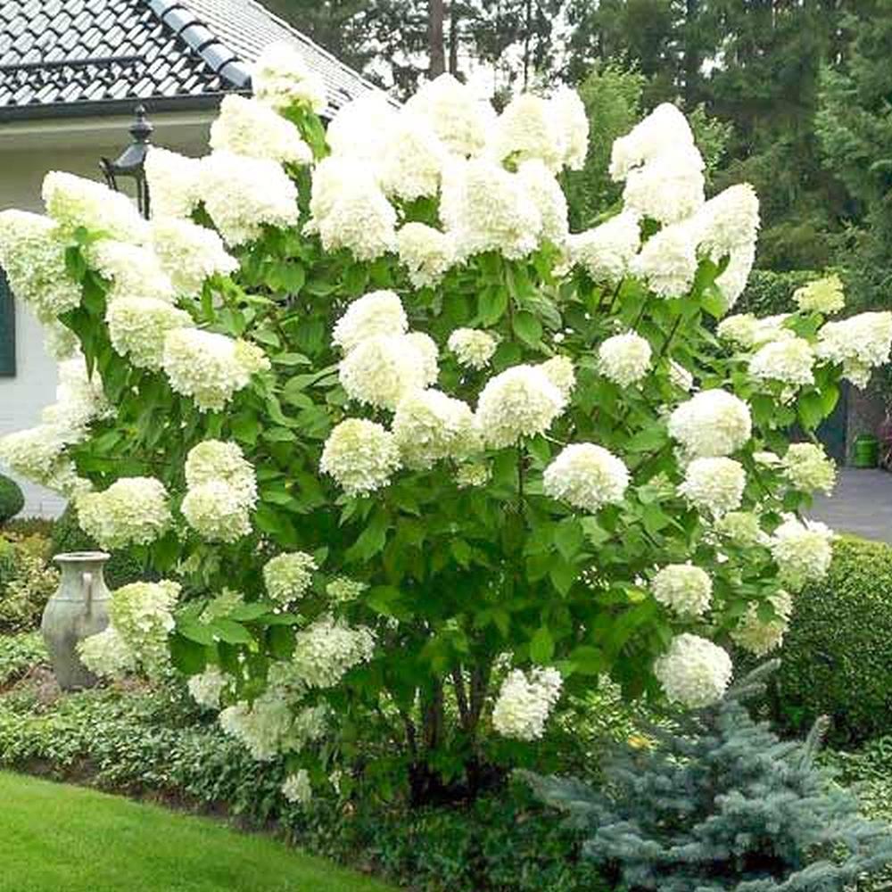 Hortensie de Gradina Tip Copac Grandiflora, cu flori albe