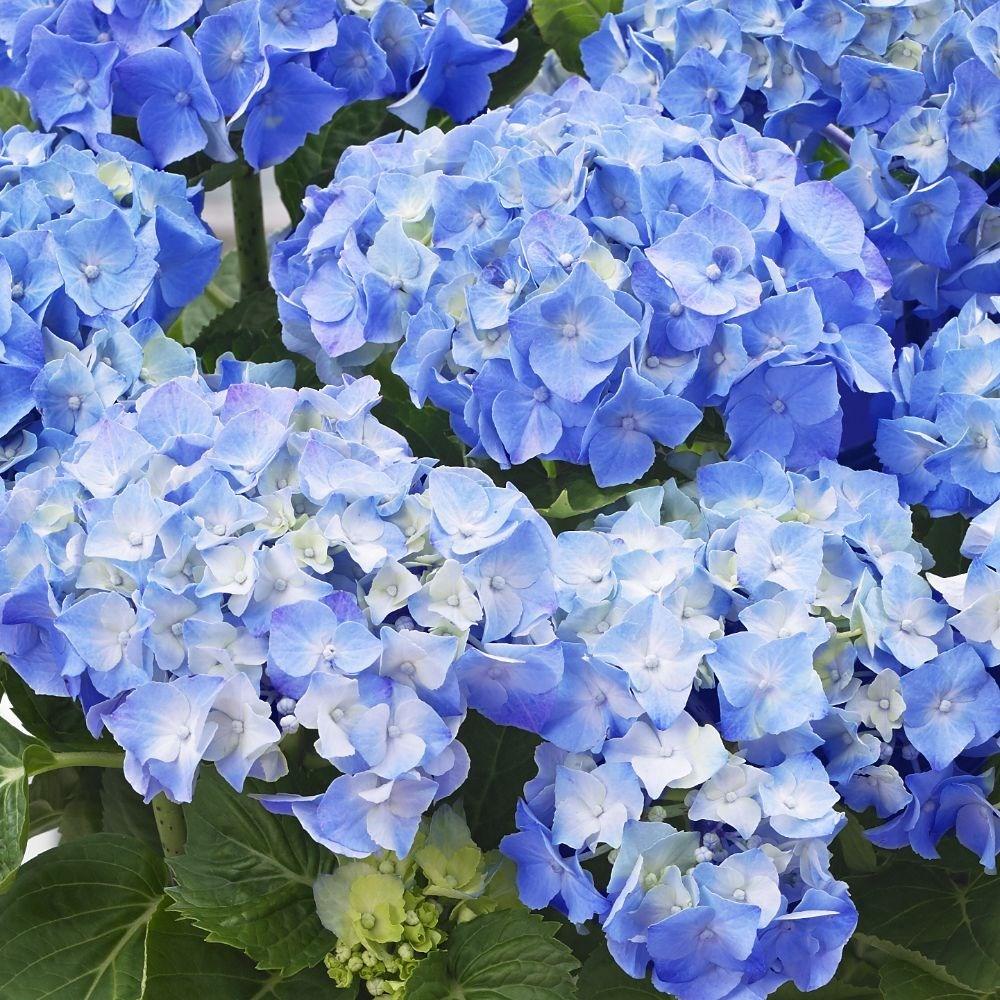 Hortensia Happy Blue