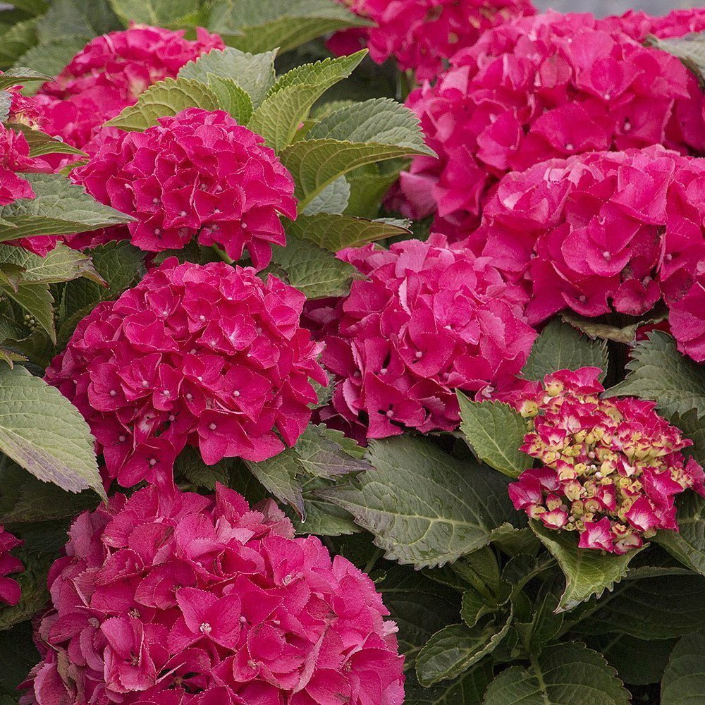 Hortensia de gradina Hot Red, cu flori rosii