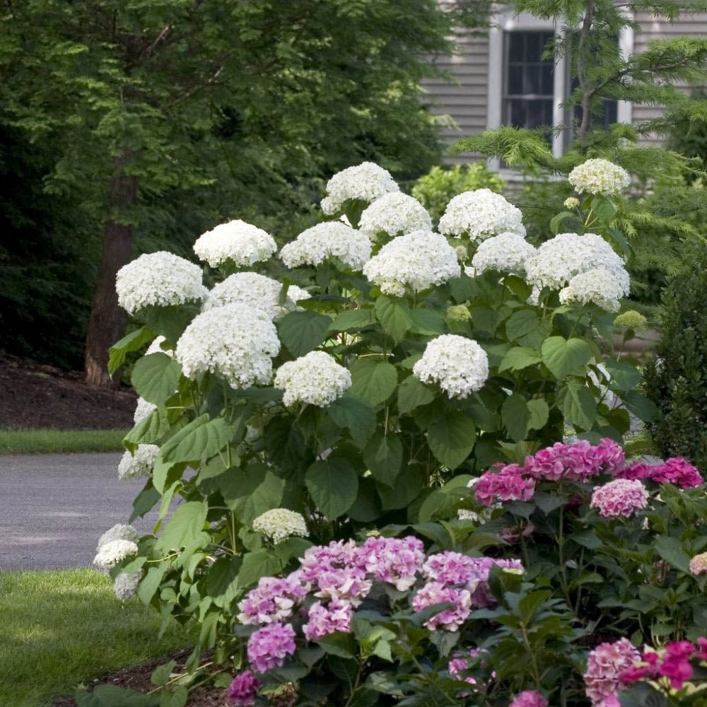 Hortensia de gradina Incrediball, cu flori albe