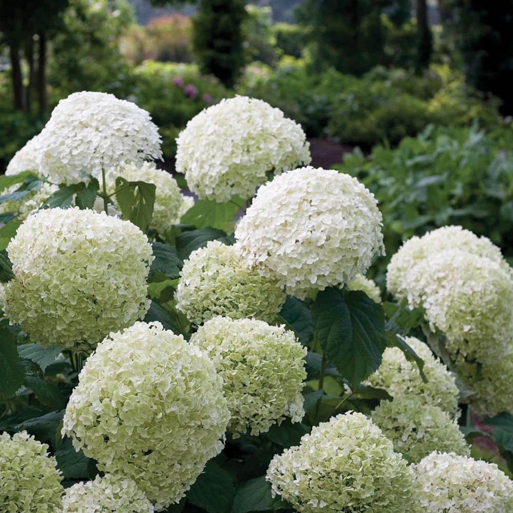 Hortensia de gradina Incrediball, cu flori albe