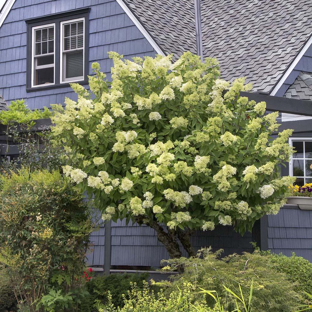 Hortensia de gradina Limelight, cu flori albe-crem