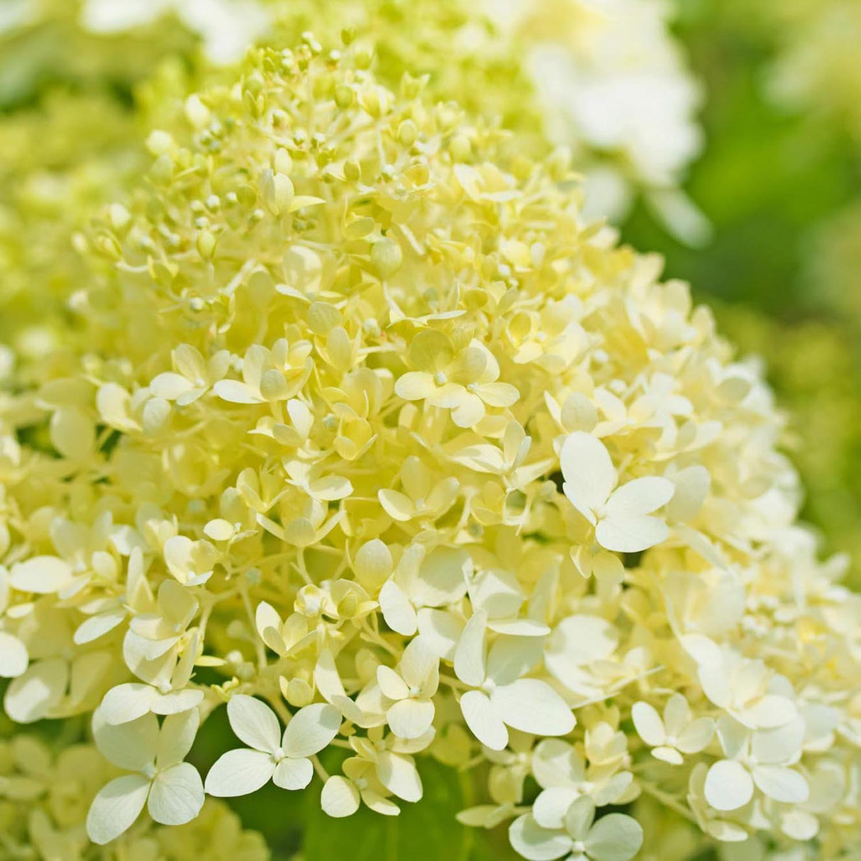 Hortensia de gradina Limelight, cu flori albe-crem