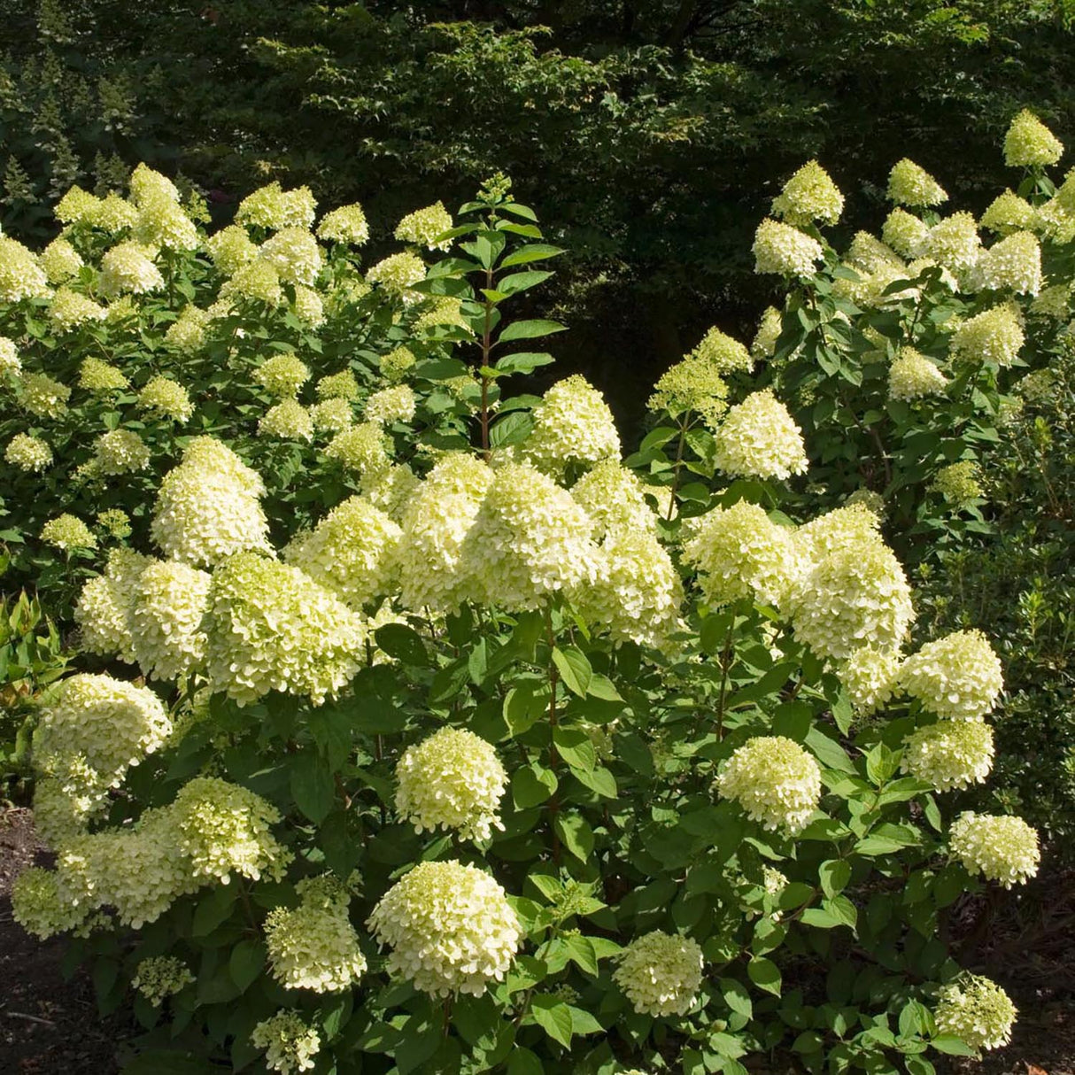 Hortensia de gradina Limelight, cu flori albe-crem