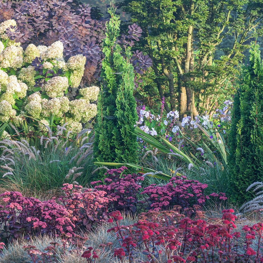 Hortensia de gradina Limelight, cu flori albe-crem