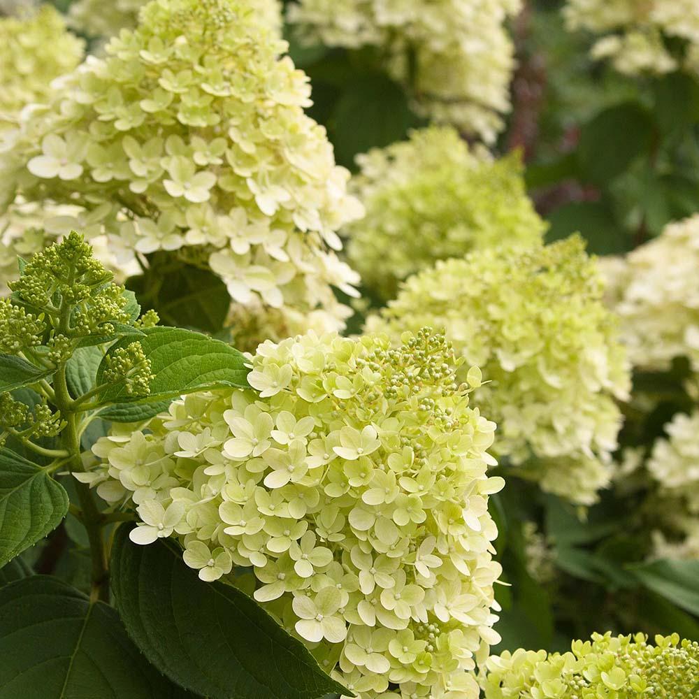 Hortensia de gradina Limelight, cu flori albe-crem