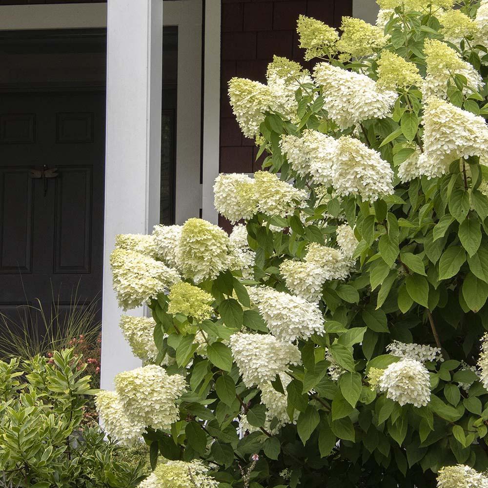 Hortensia de gradina Limelight, cu flori albe-crem
