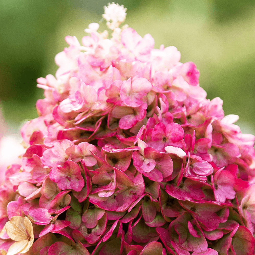 Hortensia de gradina Living Pinky Promise, cu flori roz-pal