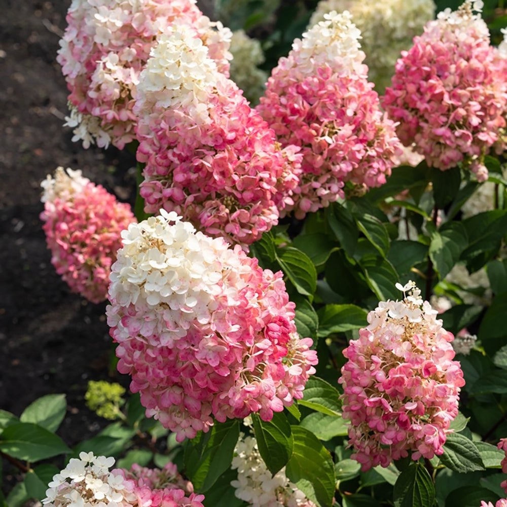 Hortensia de gradina Living Pinky Promise, cu flori roz-pal