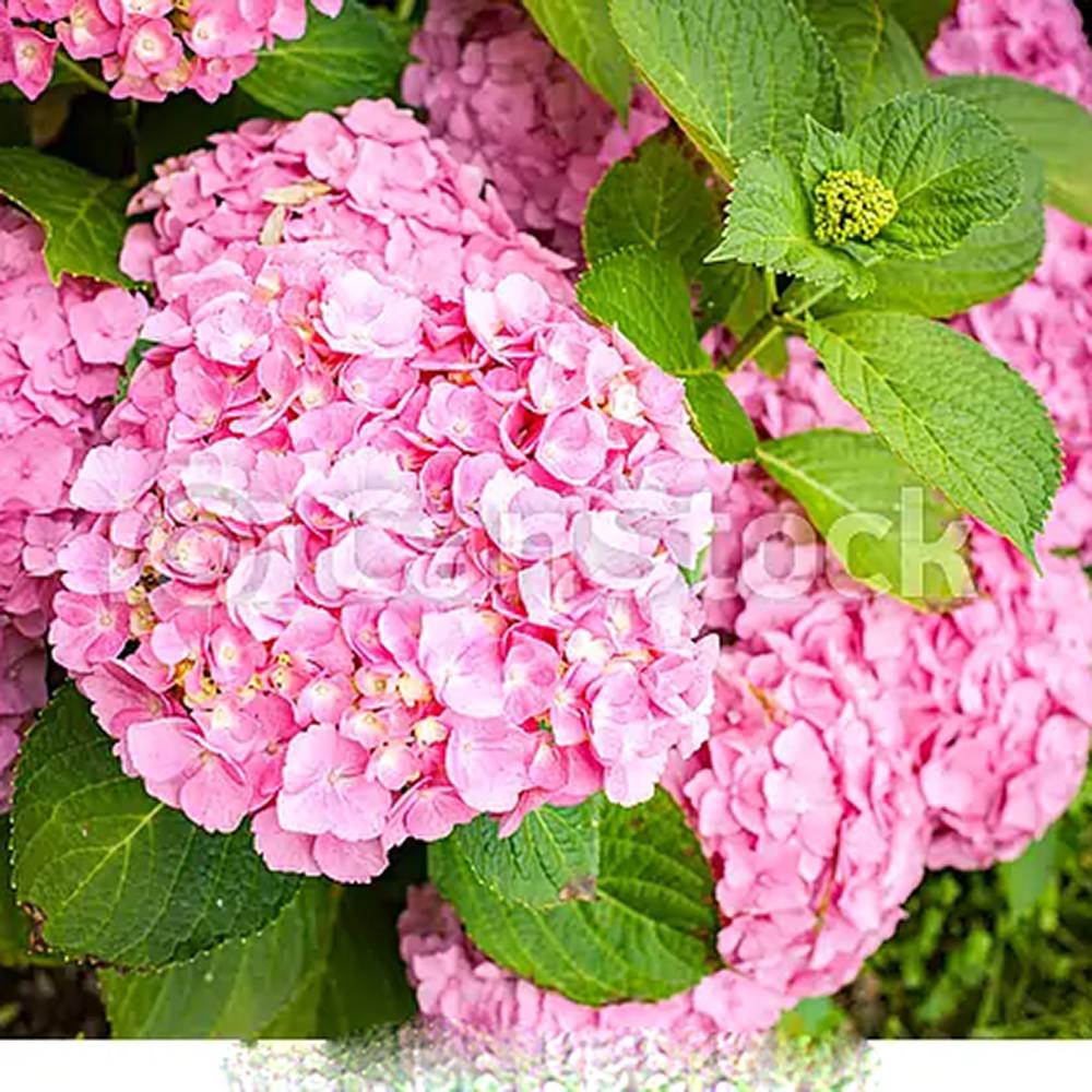 Hortensia de gradina, cu flori roz