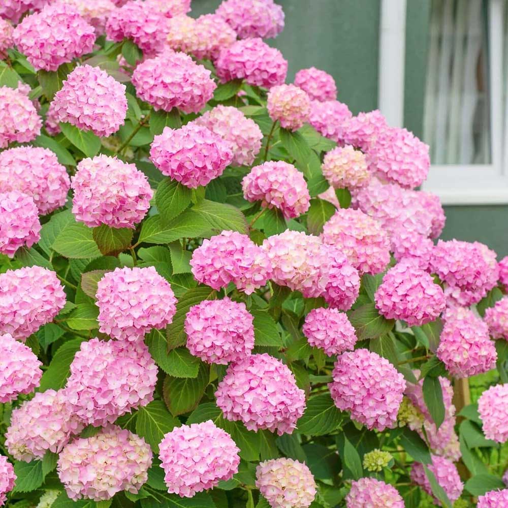 Hortensia de gradina, cu flori roz