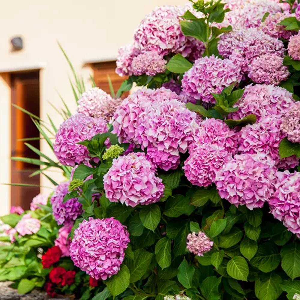 Hortensia de gradina, cu flori roz