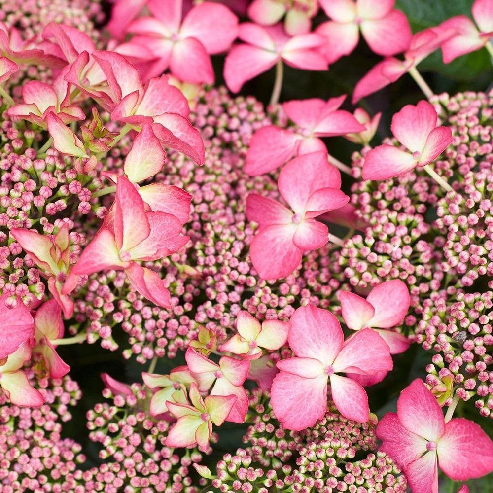 Hortensia de gradina Selina, cu flori roz-violet