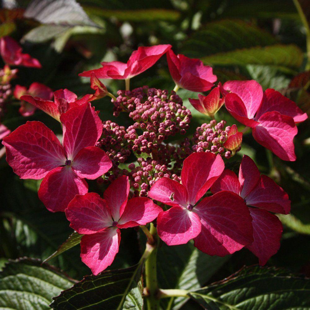 Hortensia de gradina Selina, cu flori roz-violet